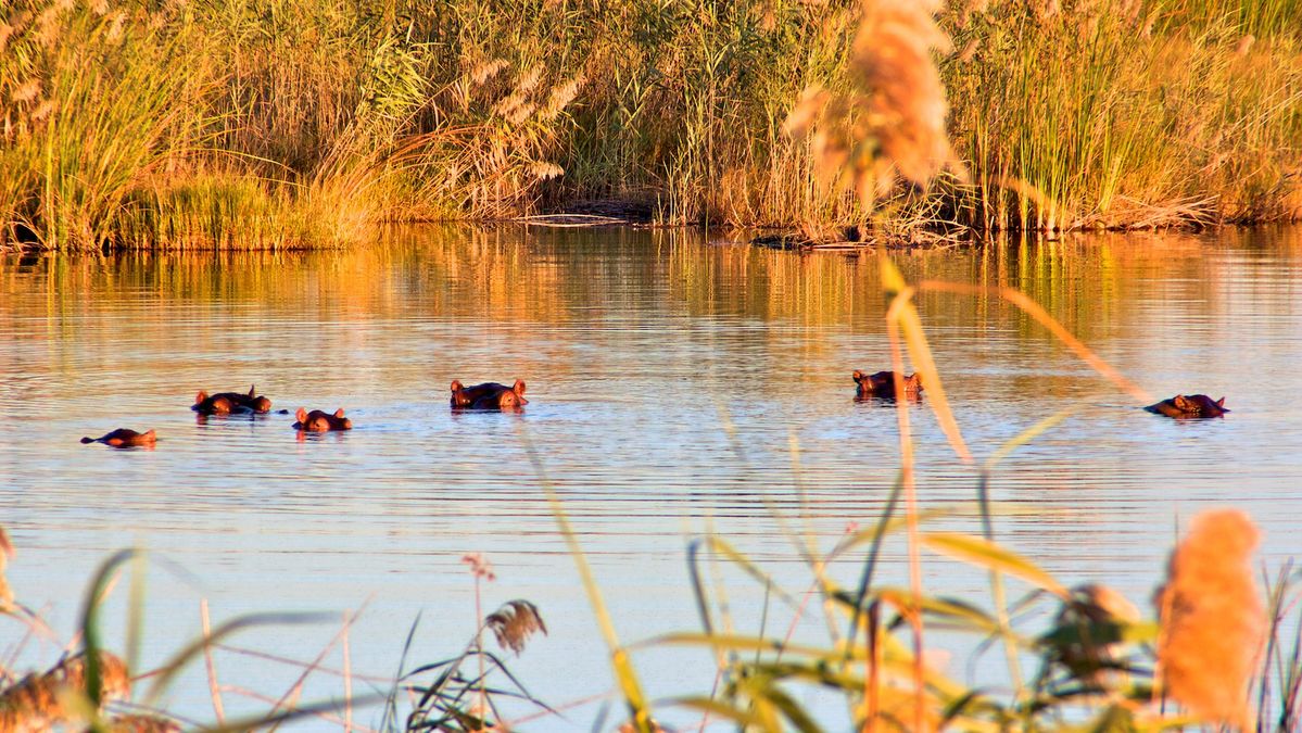 Nkasa hippos