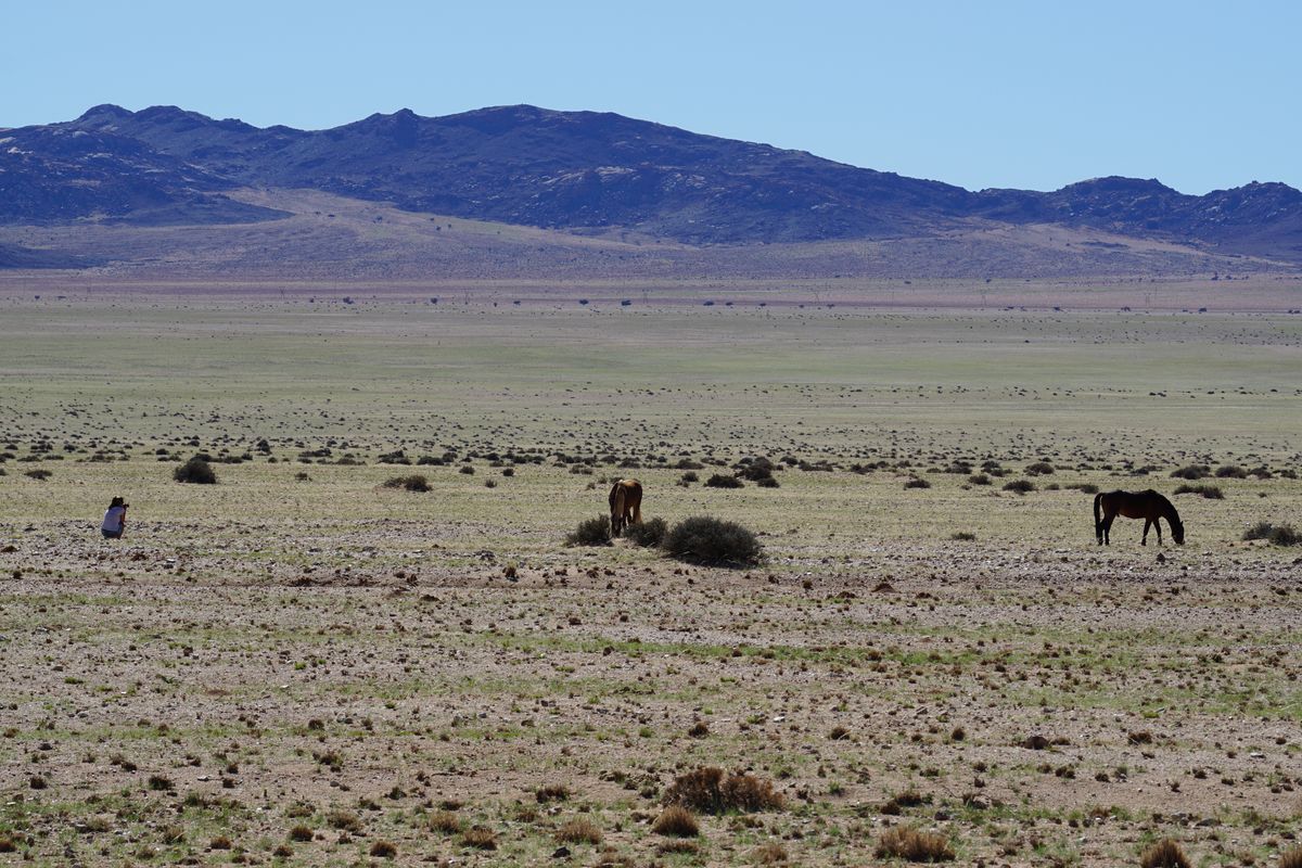 Aus wild horses