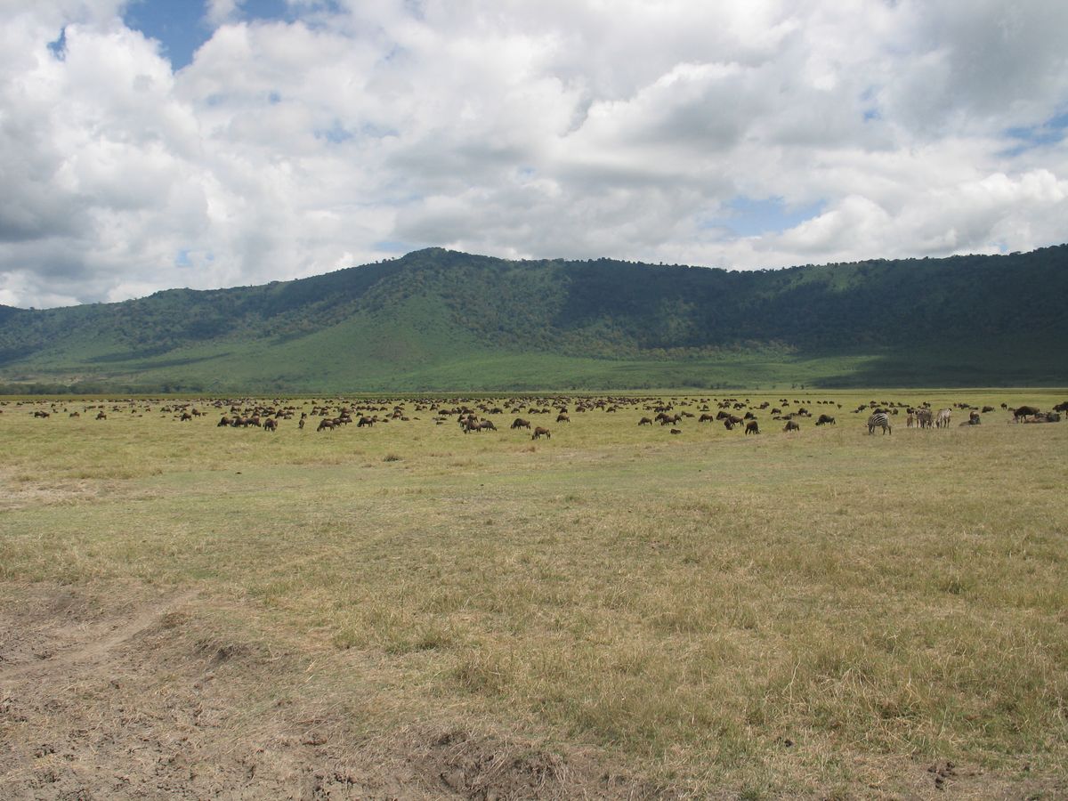 Ngorongoro gnus & zebras