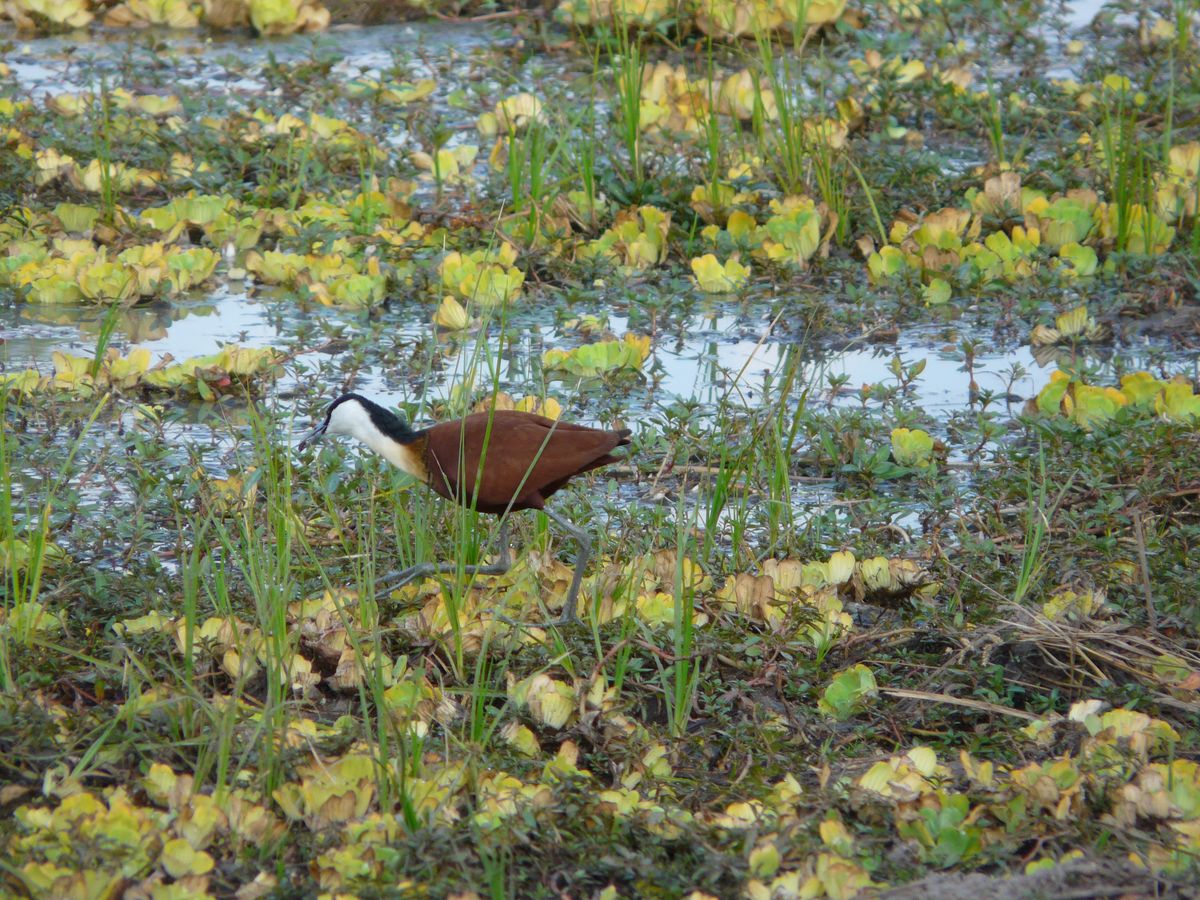 Luangwa jacana