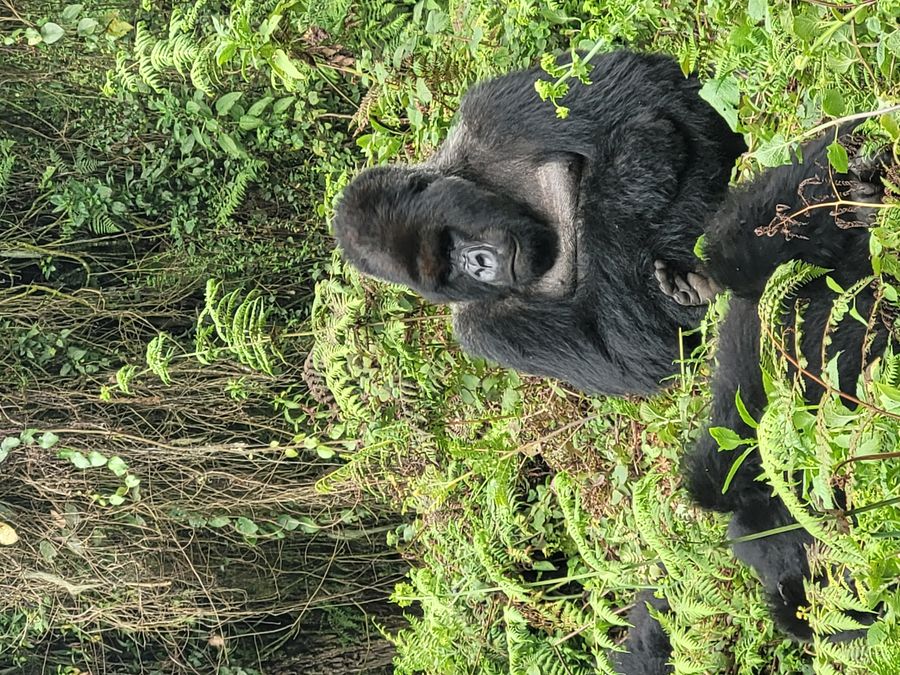 Volcanoes silverback