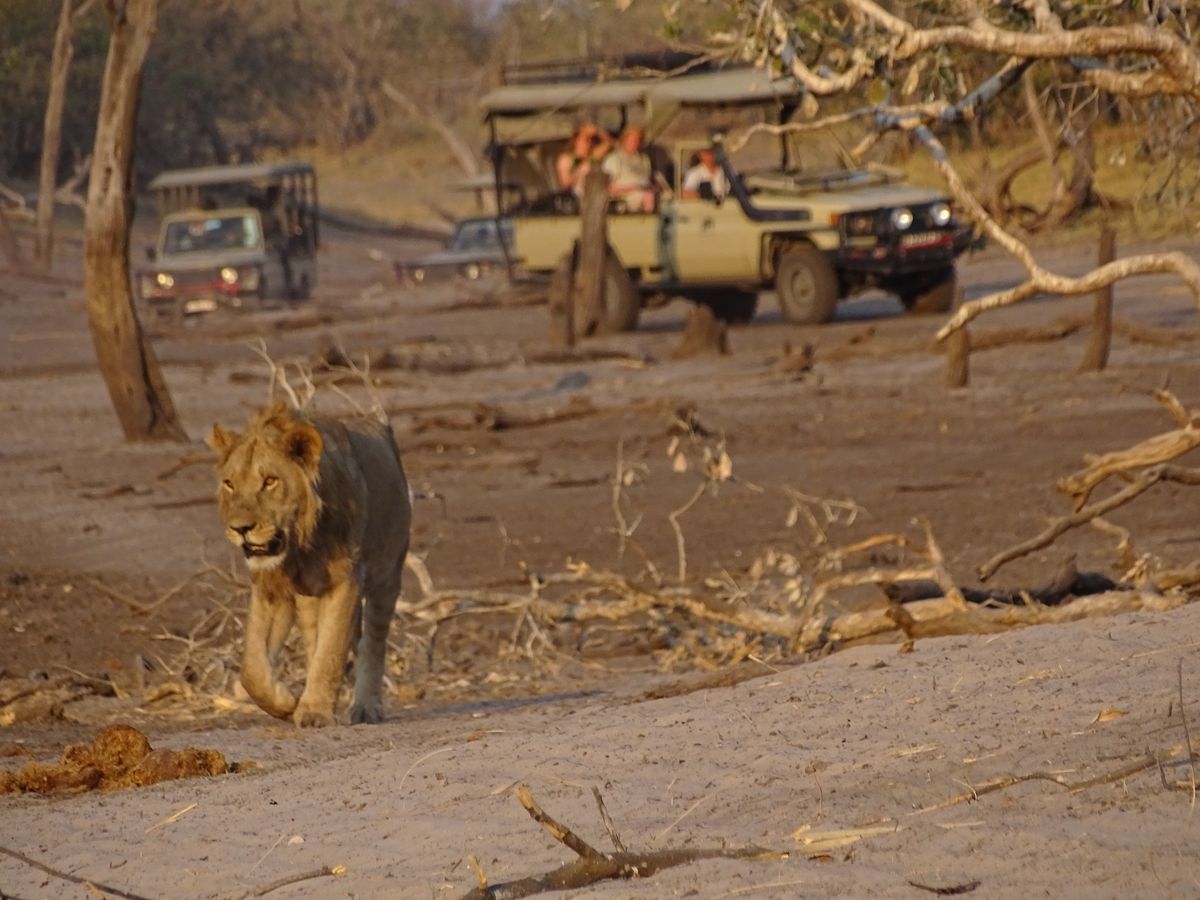 Savuti game drive
