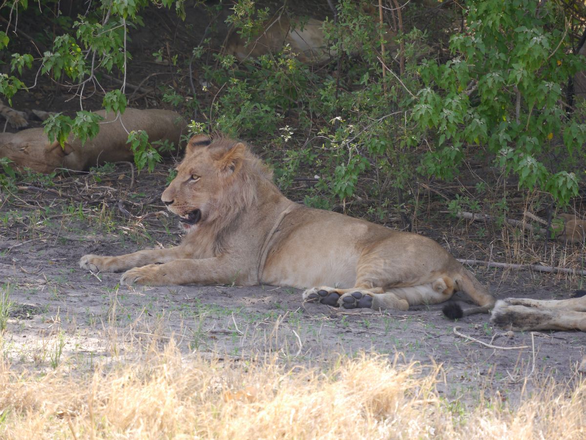 Mudumu lion