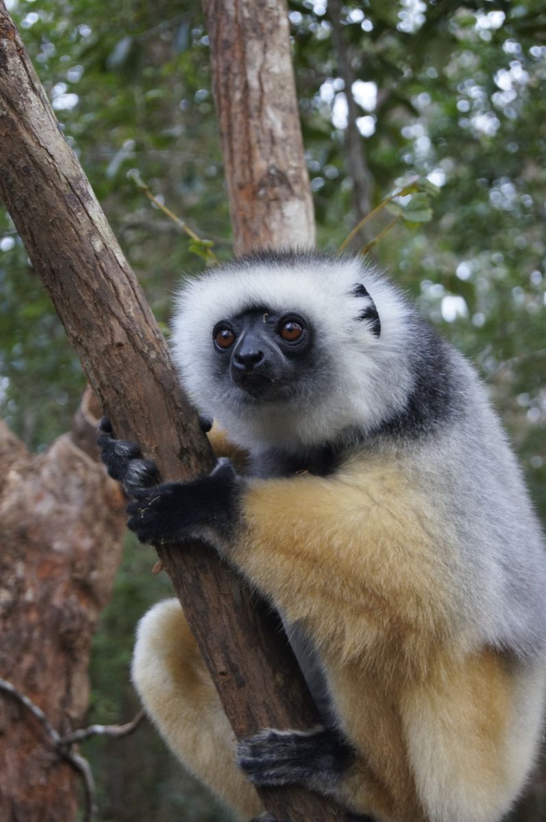 Andasibe Sifaka
