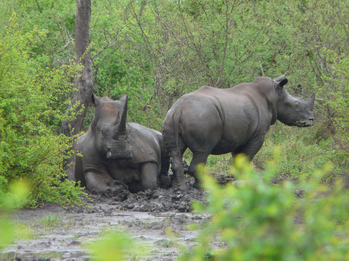 eSwatini Hlane rhino tracking