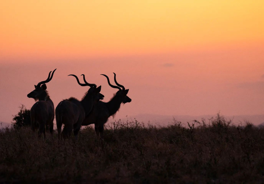 Bayala kudus