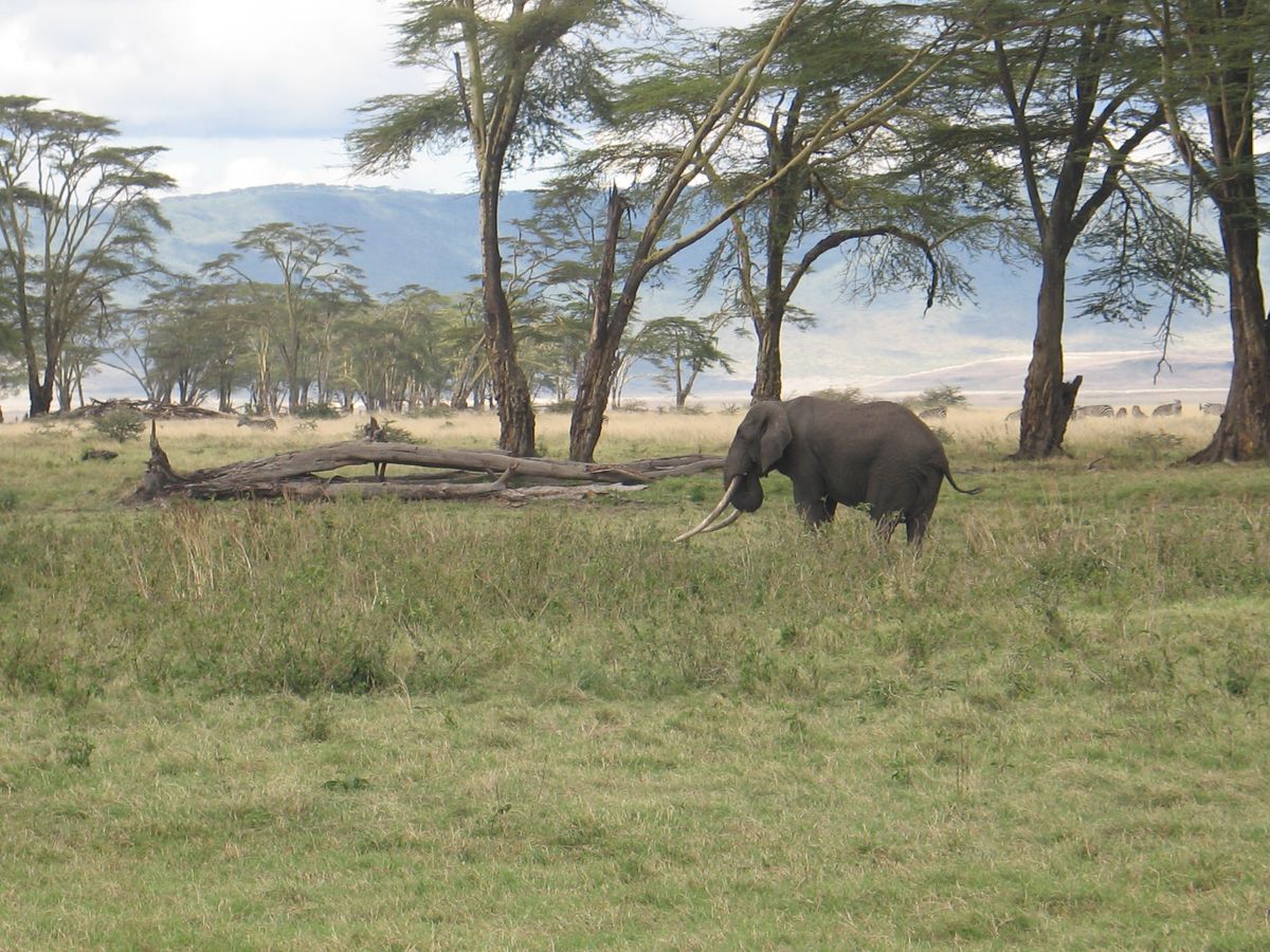 Ngorongoro tusker