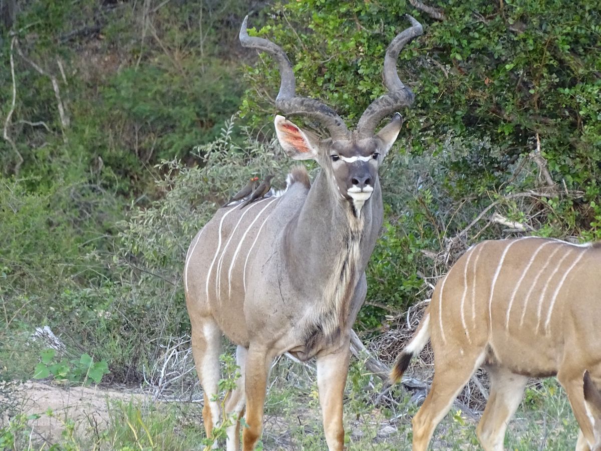 Timbavati kudu