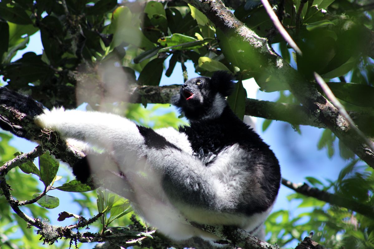 Lemur Indri