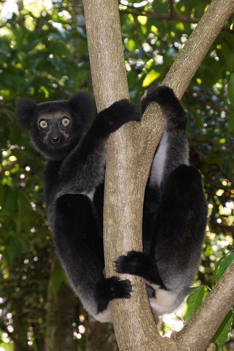 Andasibe Indri