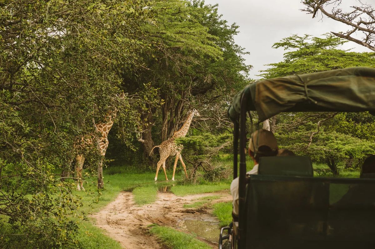 Nyerere giraffes