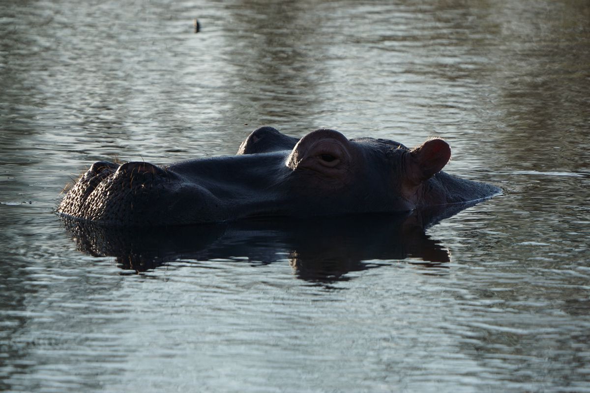 Marakele hippo