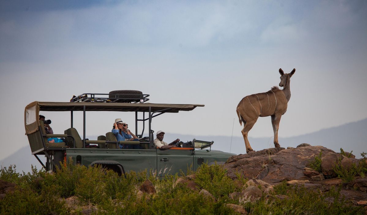 Loisaba game drive kudu