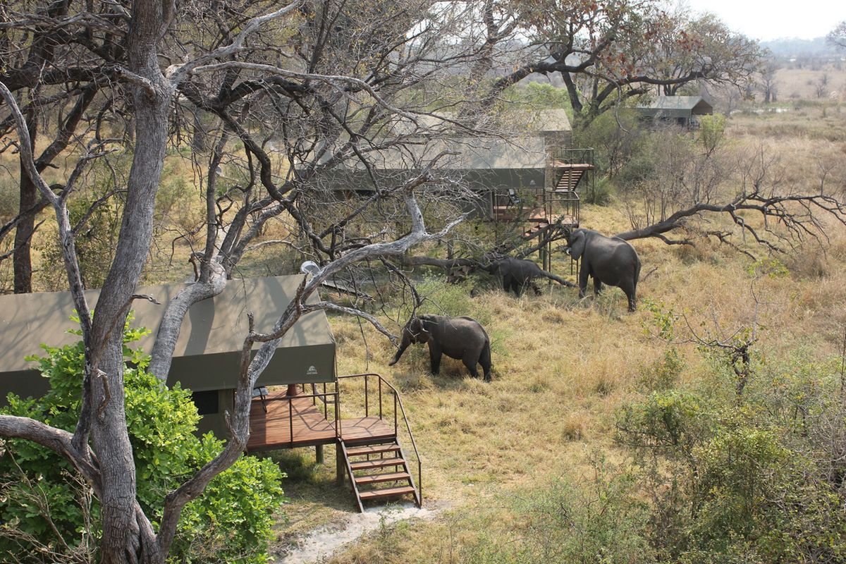 Nkasa Lupala Tented Lodge elephants