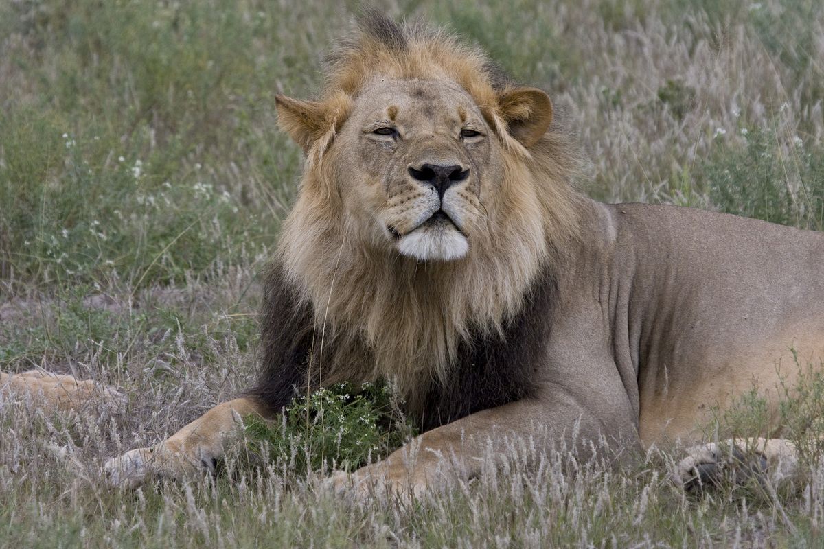 CKGR lion