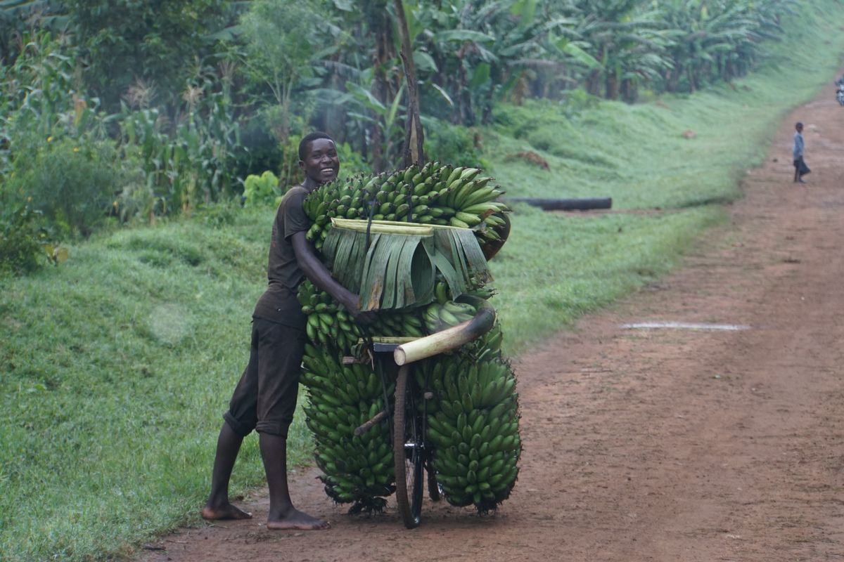 Uganda Matoke Man