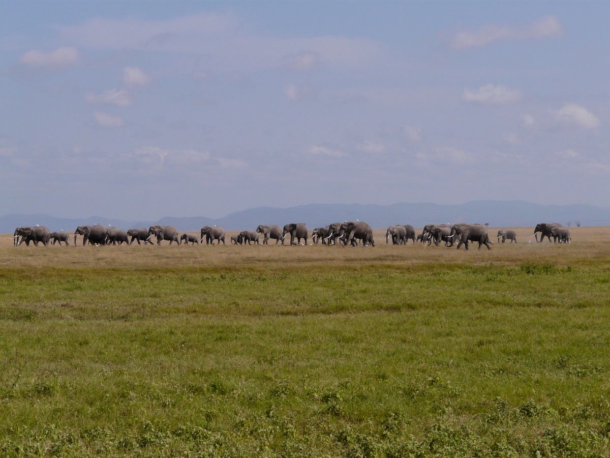 Amboseli elephant herd