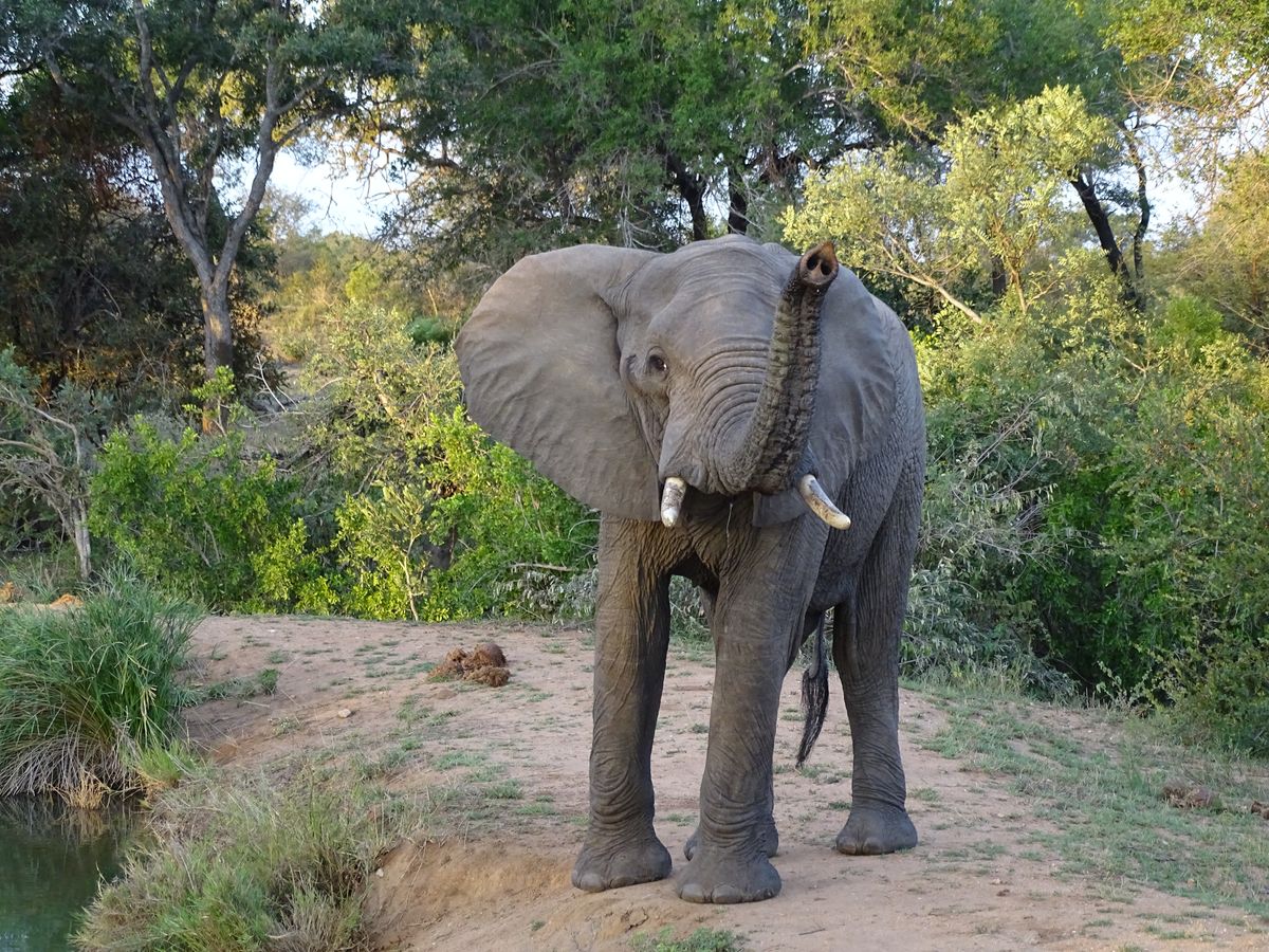 Timbavati elefant