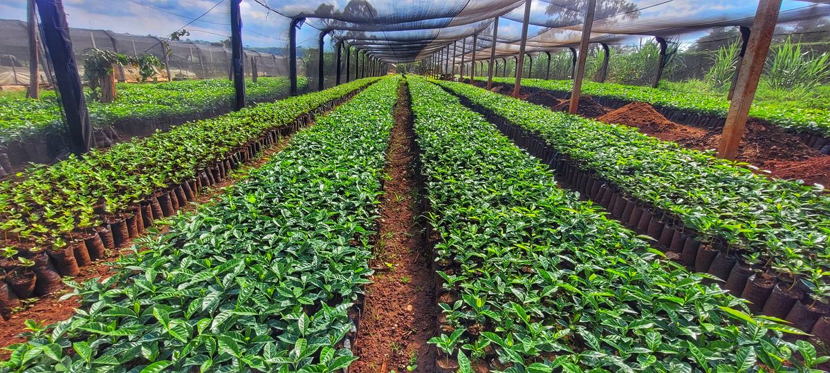 Aberdare tea plantation