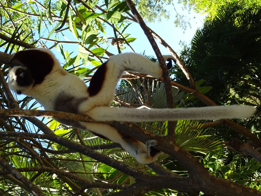 Lemur Sifaka