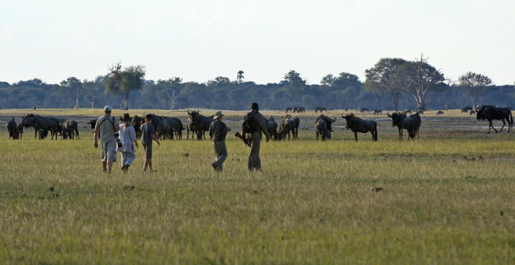 Verneys walking safari