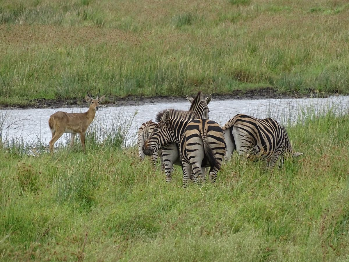 Isimangaliso zebras reedbuck