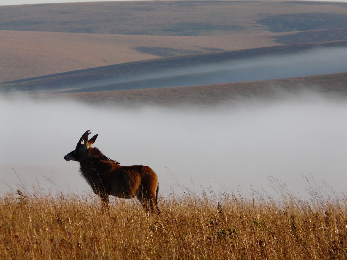Nyika Nationalpark