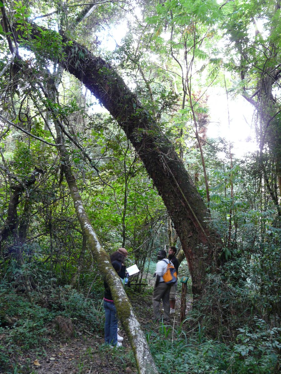 Nyika forest hiking