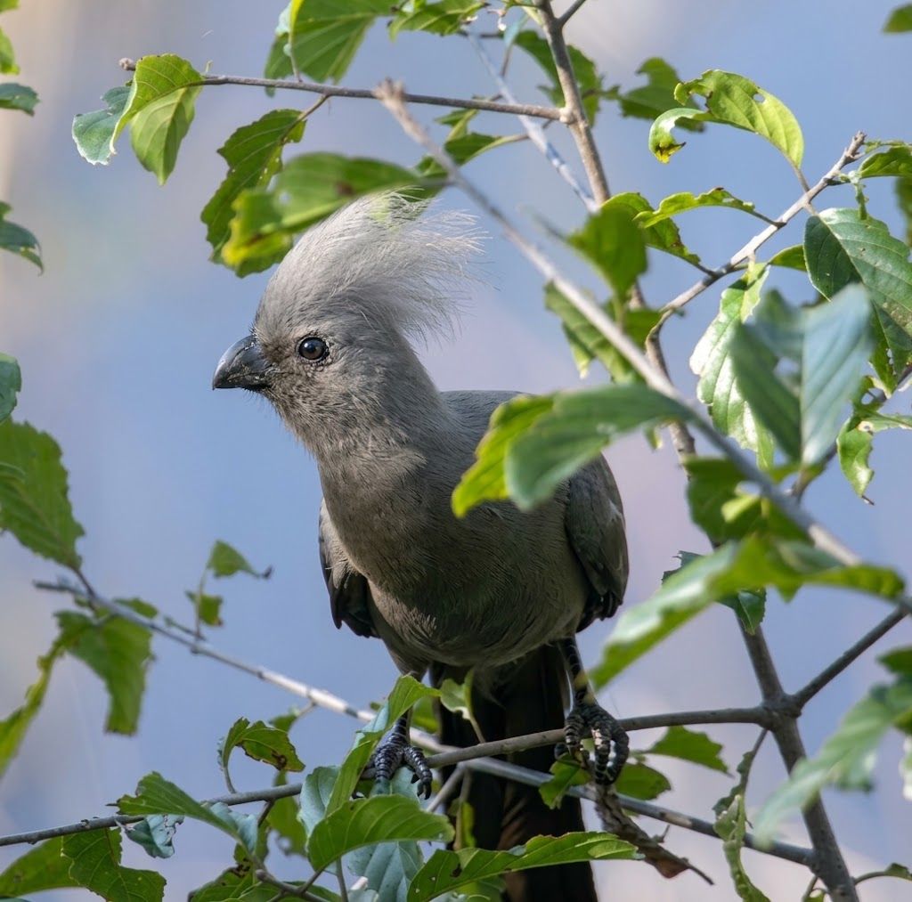 Nkhotakota Go-Away Bird