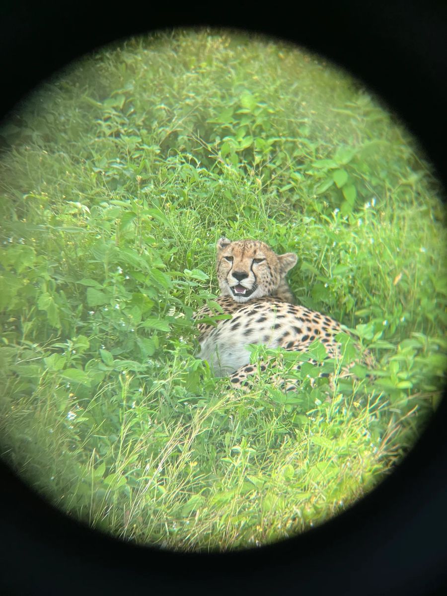 Gepard Tanzania - M.Mahl