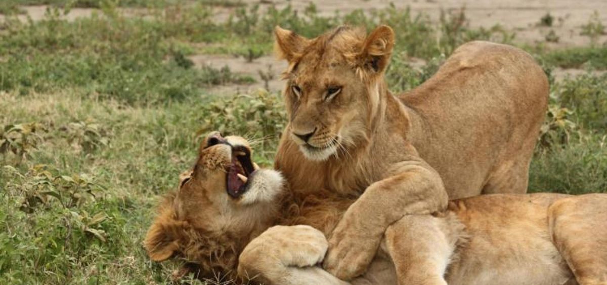 Flitterwochen in Afrika
