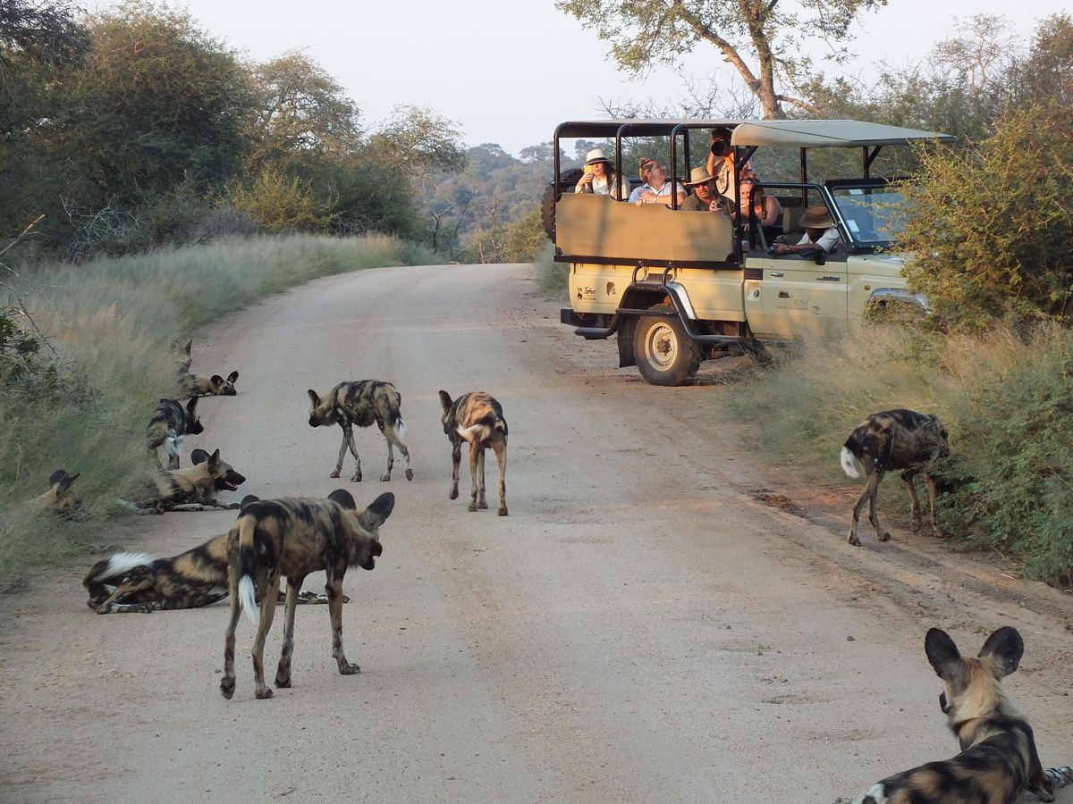 Rhino Post Safari Lodge game drive kruger