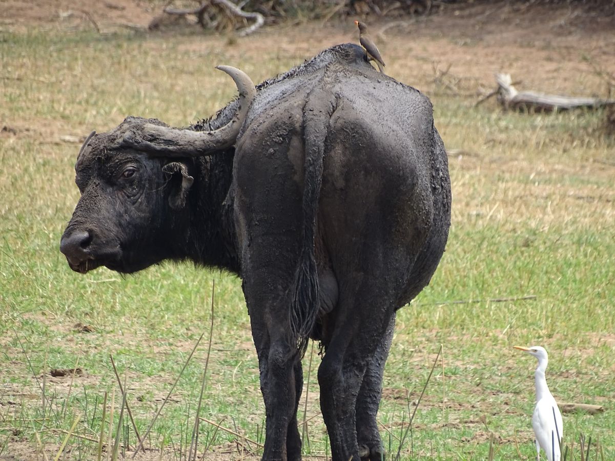 Akagera buffalo