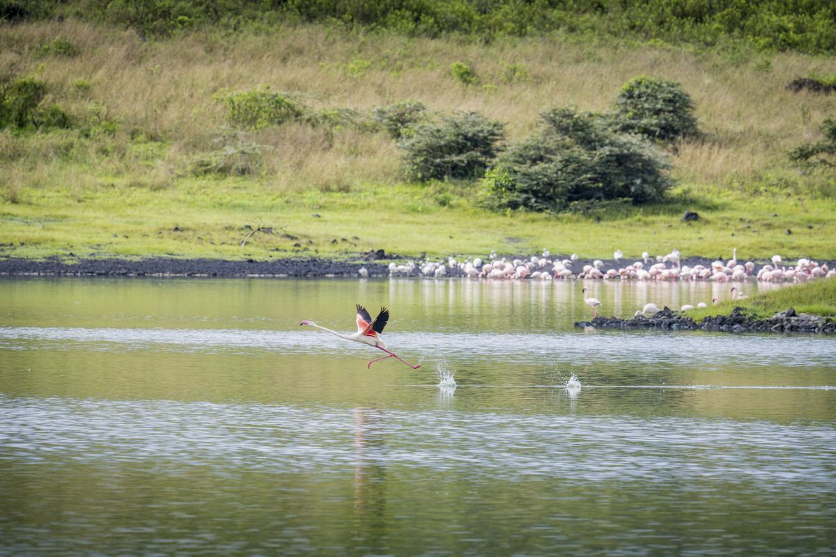 Arusha Park flamingo