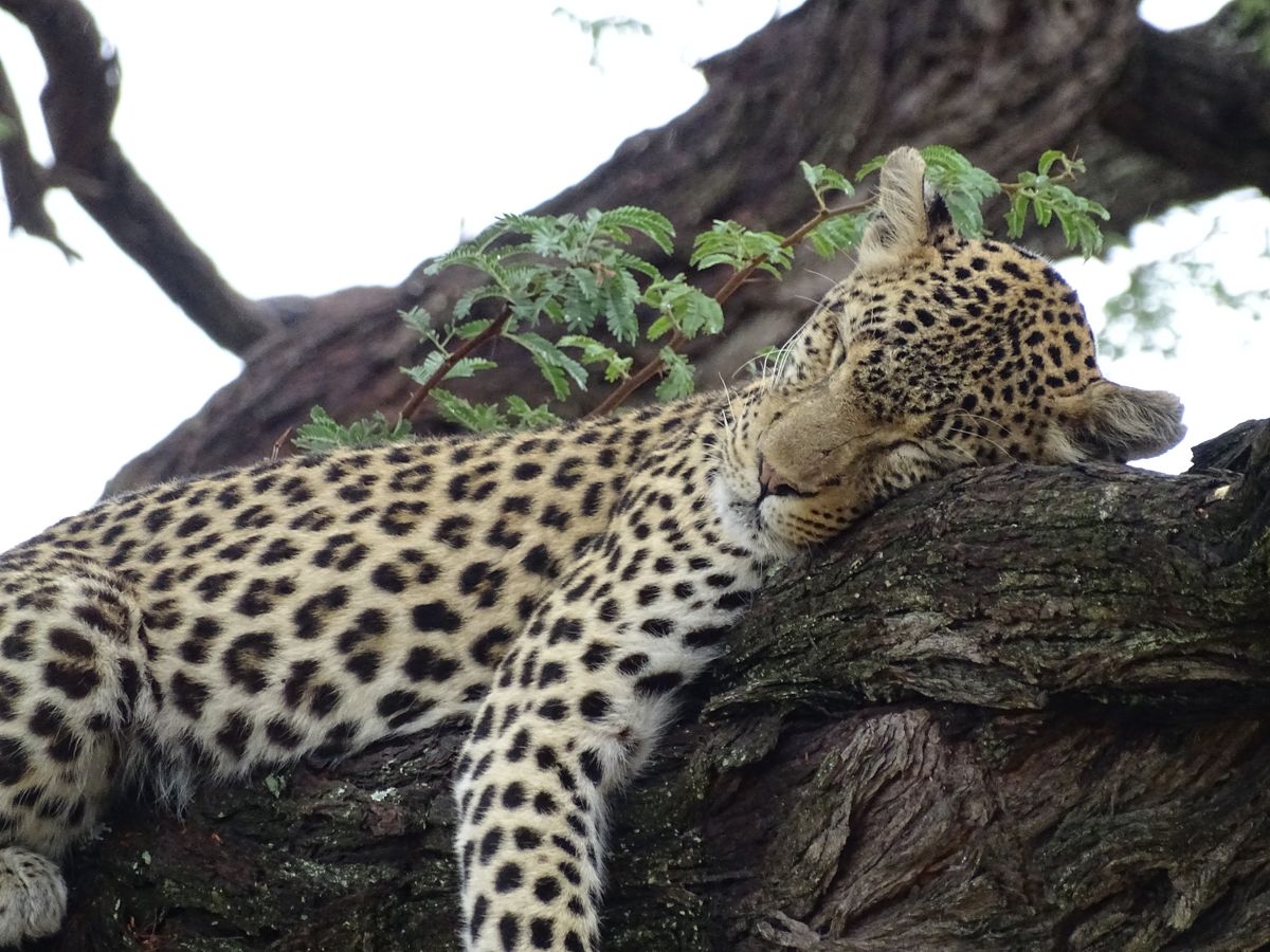 Khwai sleepy leopard