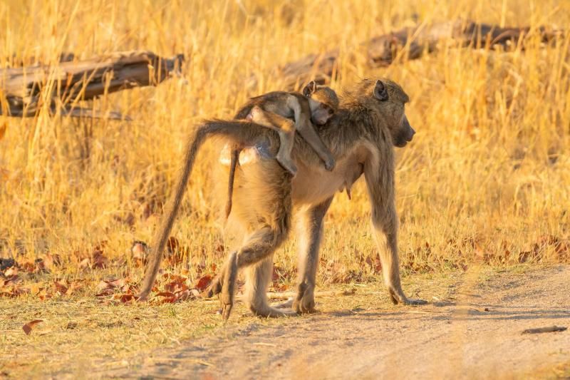 Affe mit Baby am Rücken