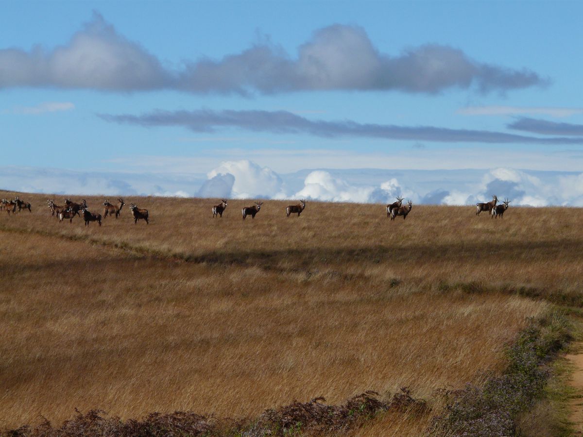 Nyika roan antelope herd
