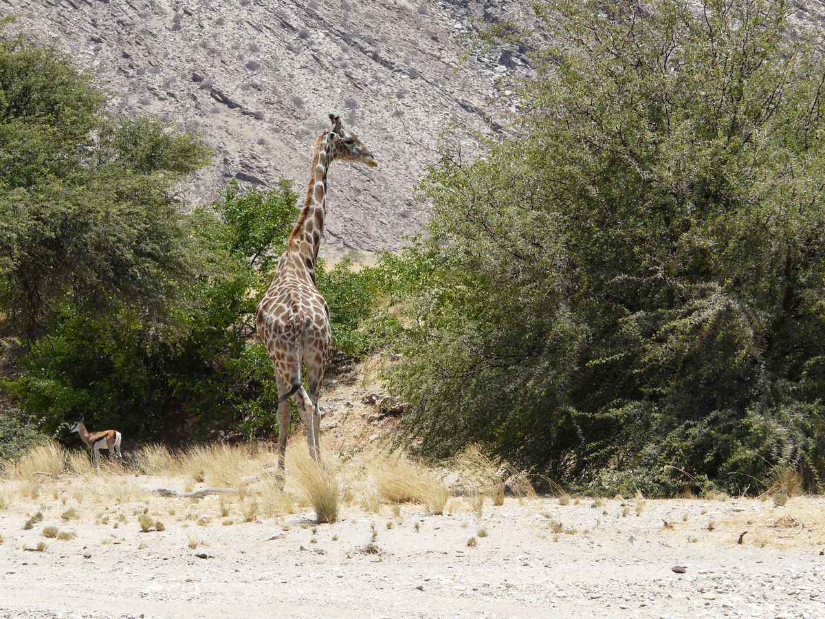 Kaokoveld giraffe springbok