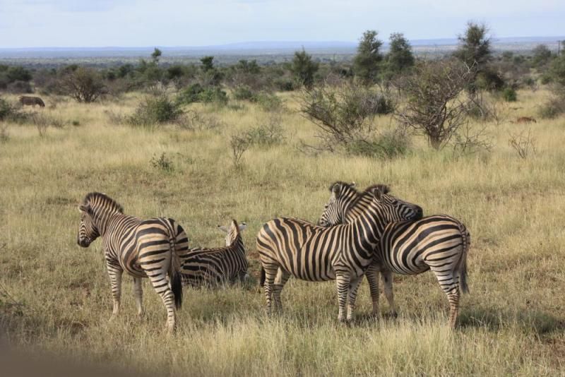 Zebras in der weiten Savanne