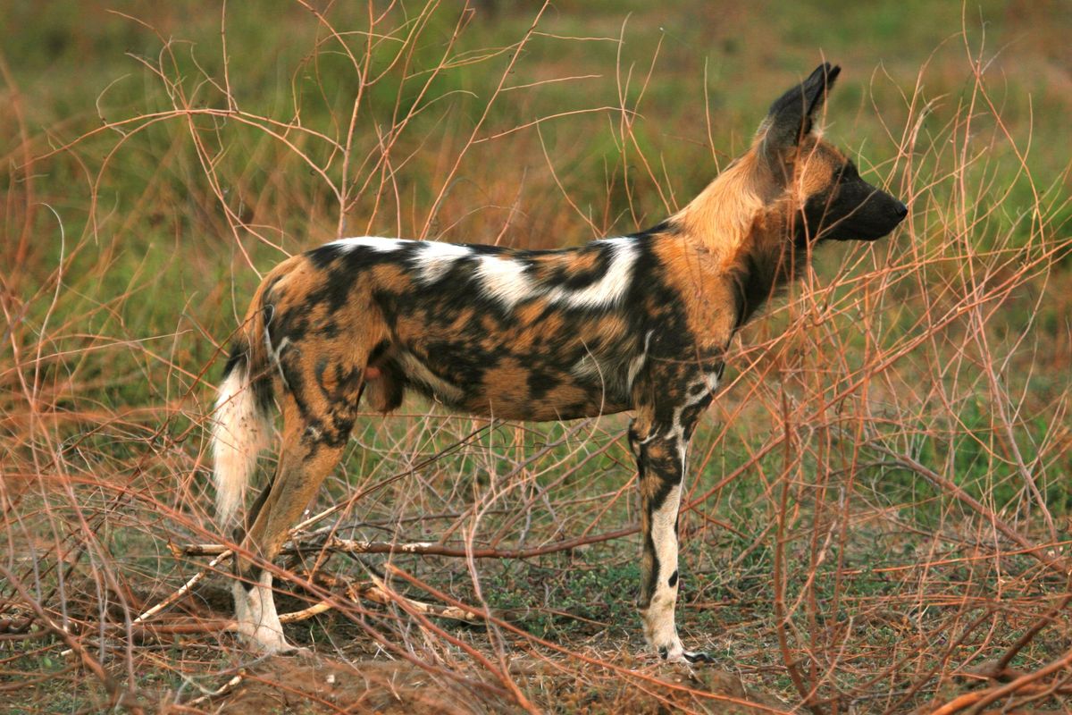 Ingwe Pan wilddog