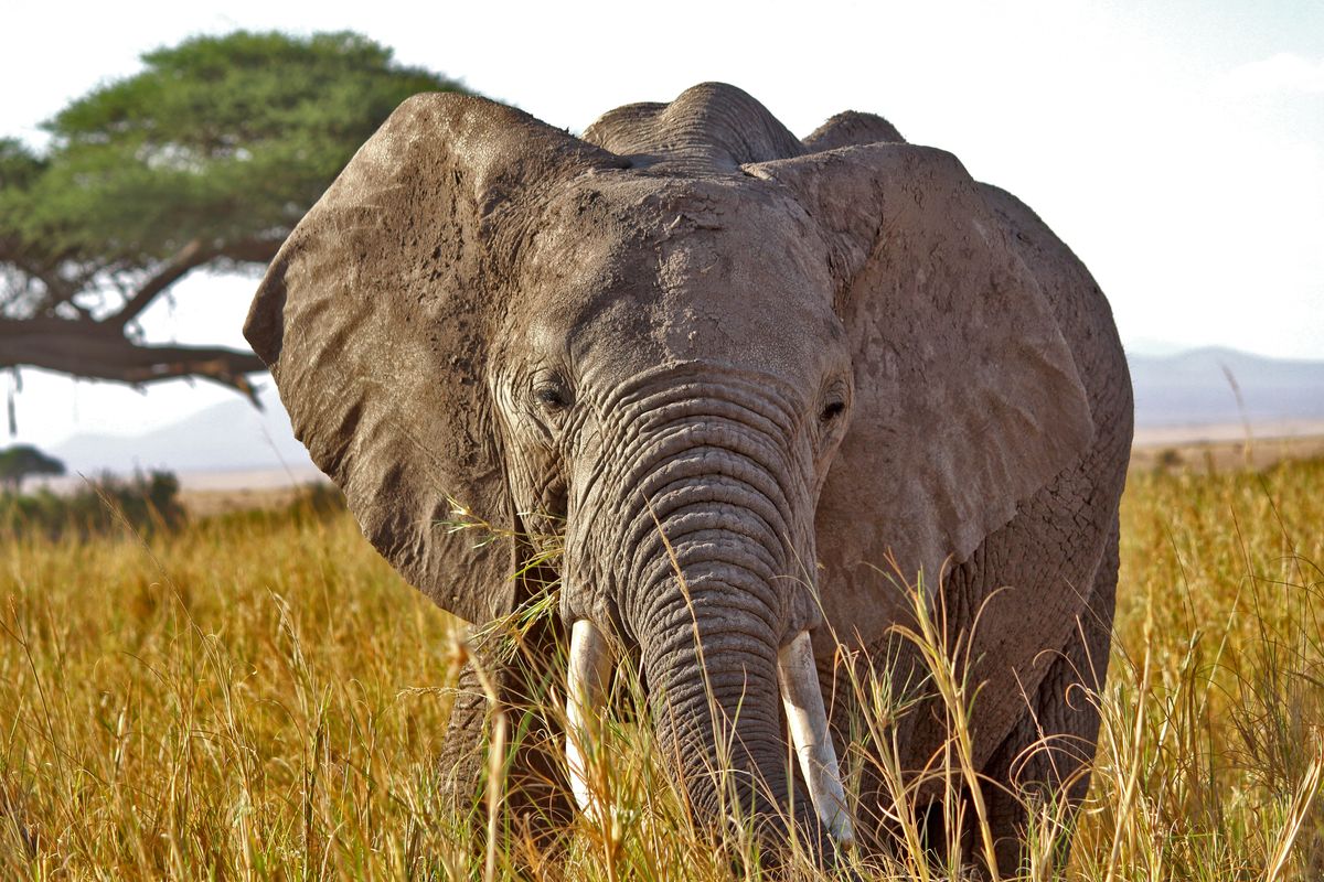 Amboseli elibull