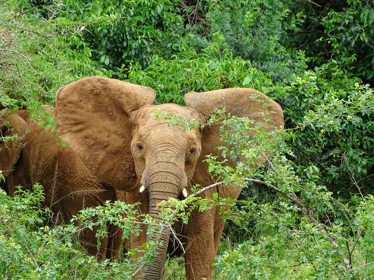 Murchison elefant