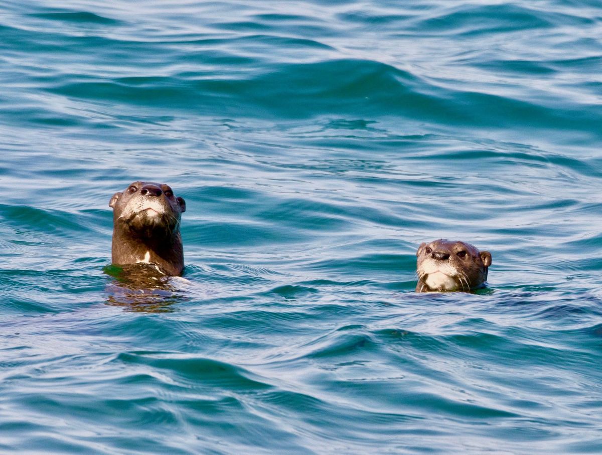 Lake Malawi otter