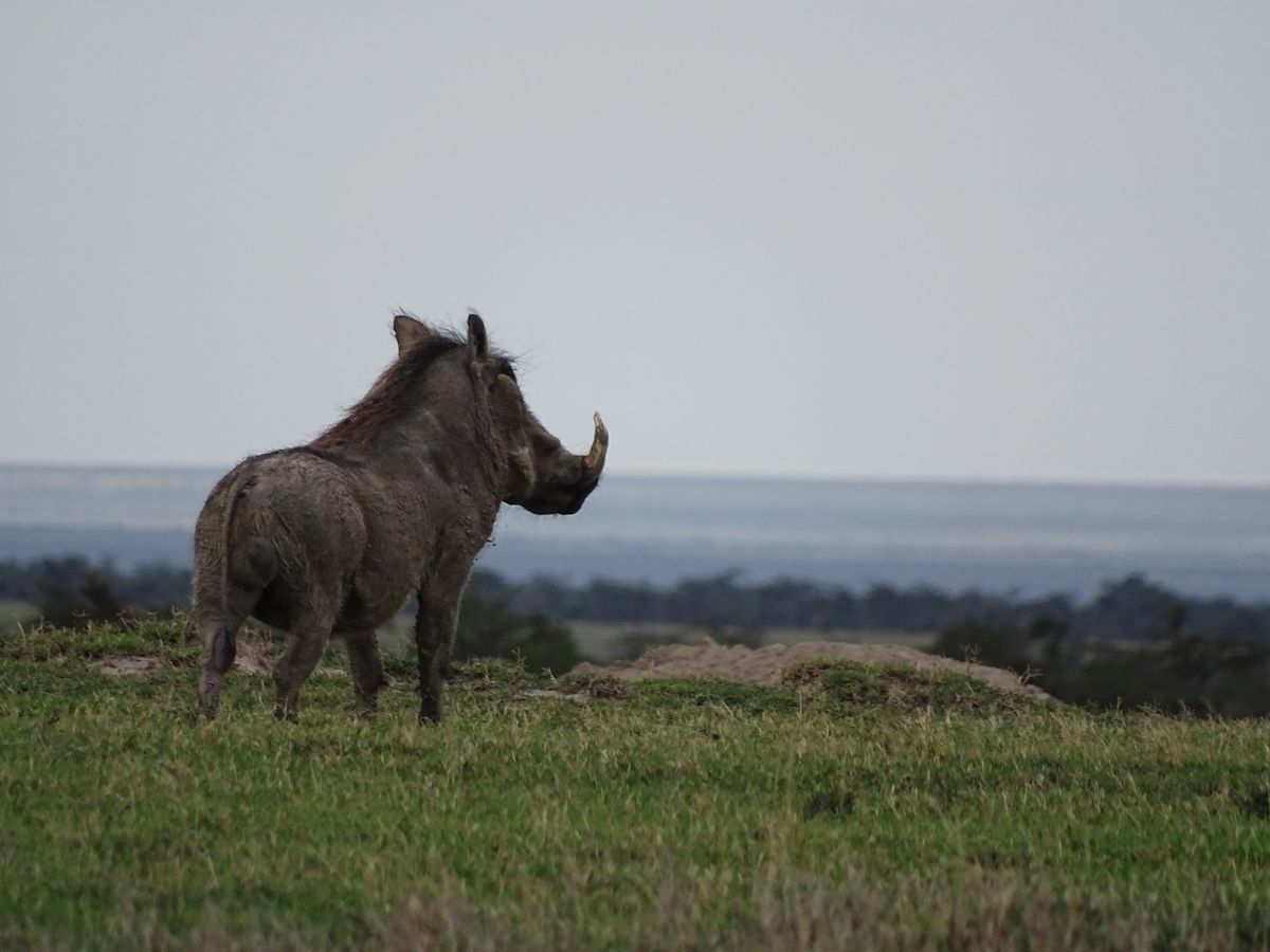 Laikipia warthog