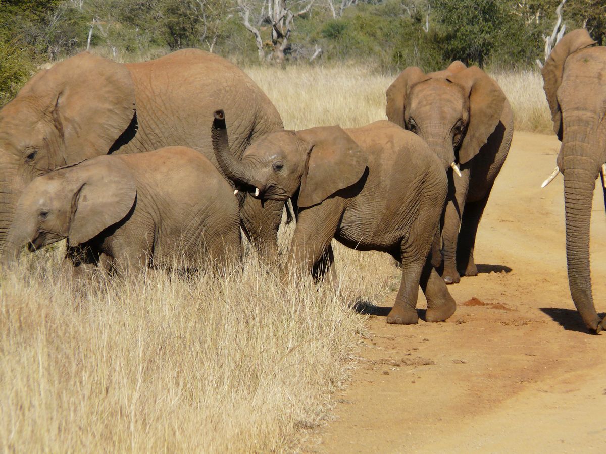 Madikwe elephant herd