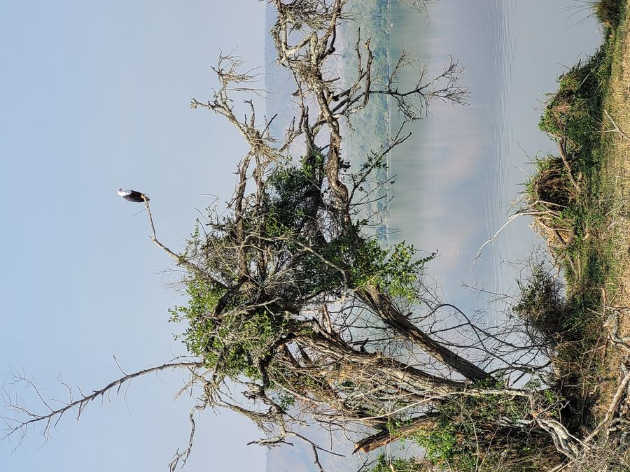Akagera eagle