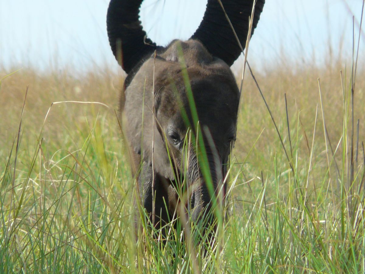Chobe eli baby