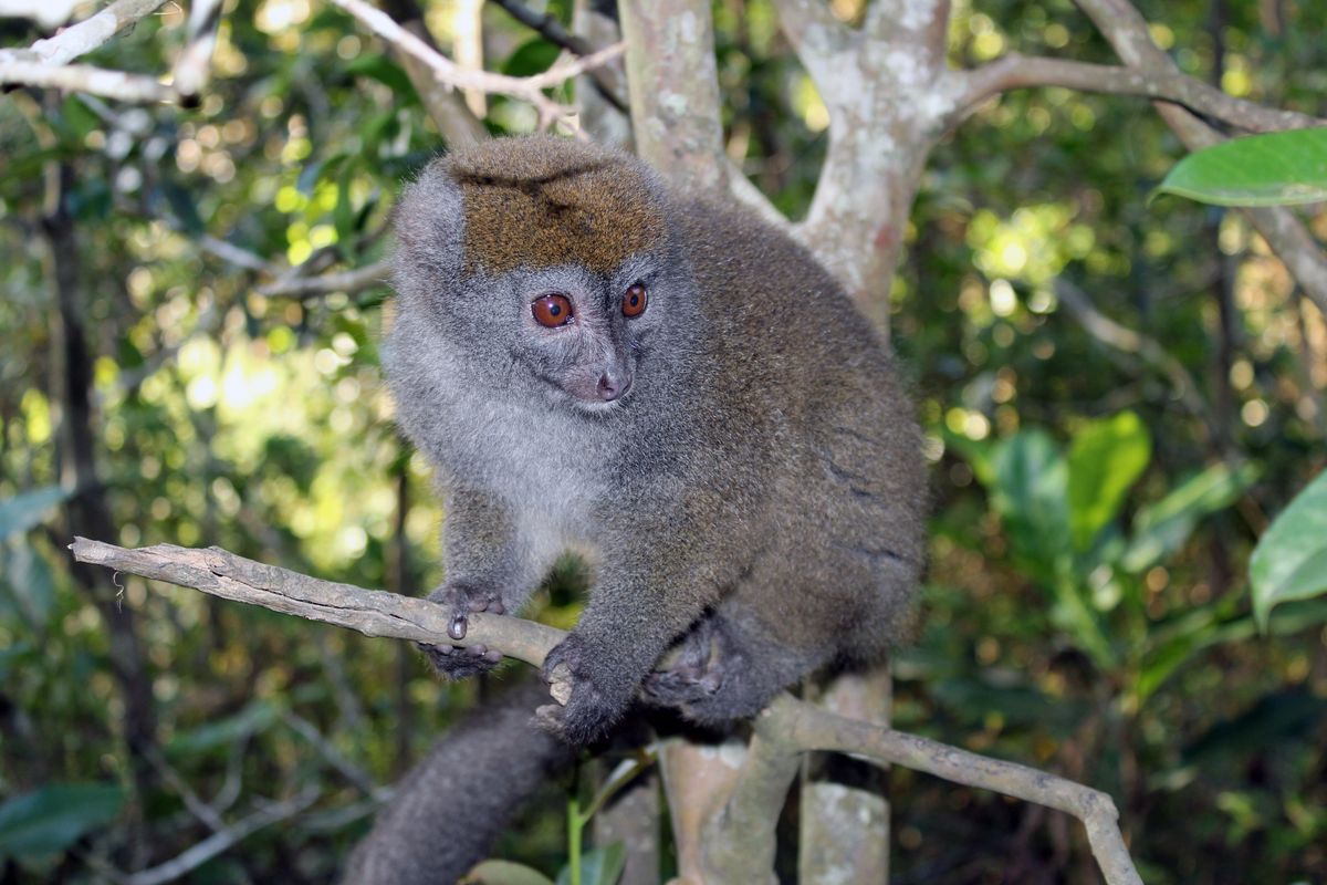 Lemur Bambus