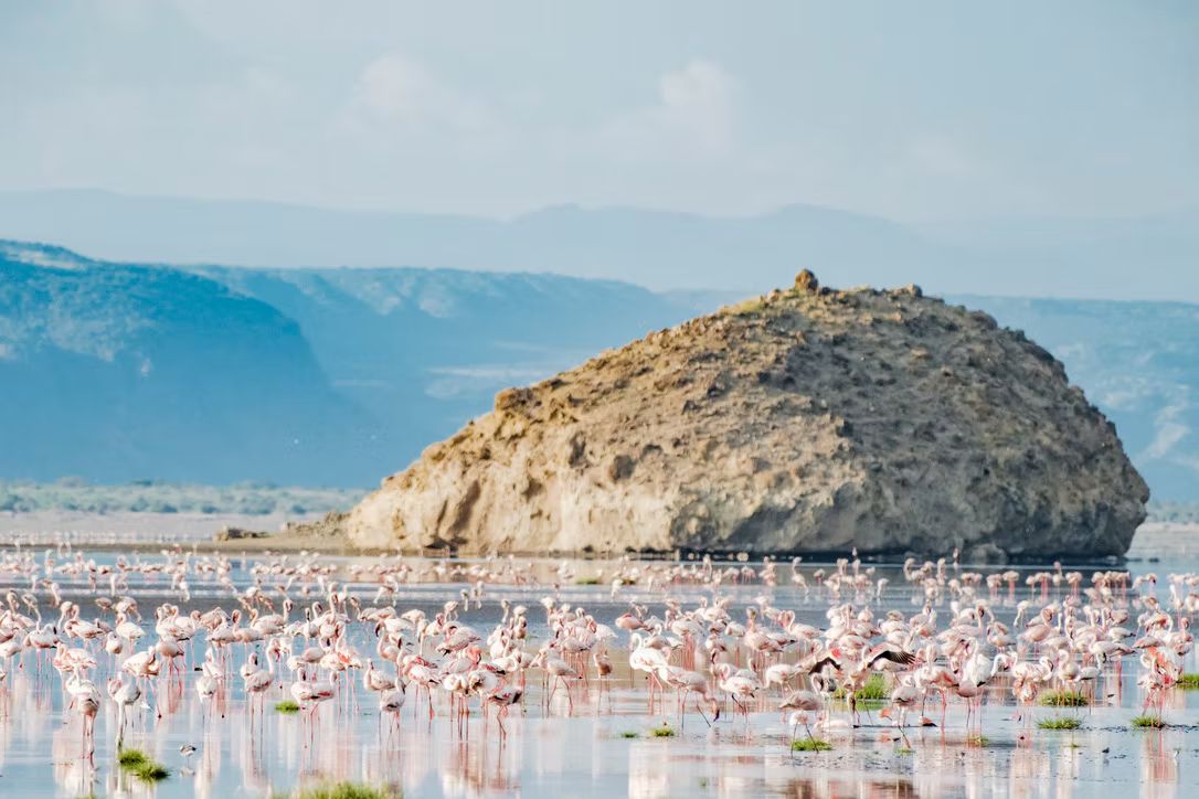Lake Natron flamingos
