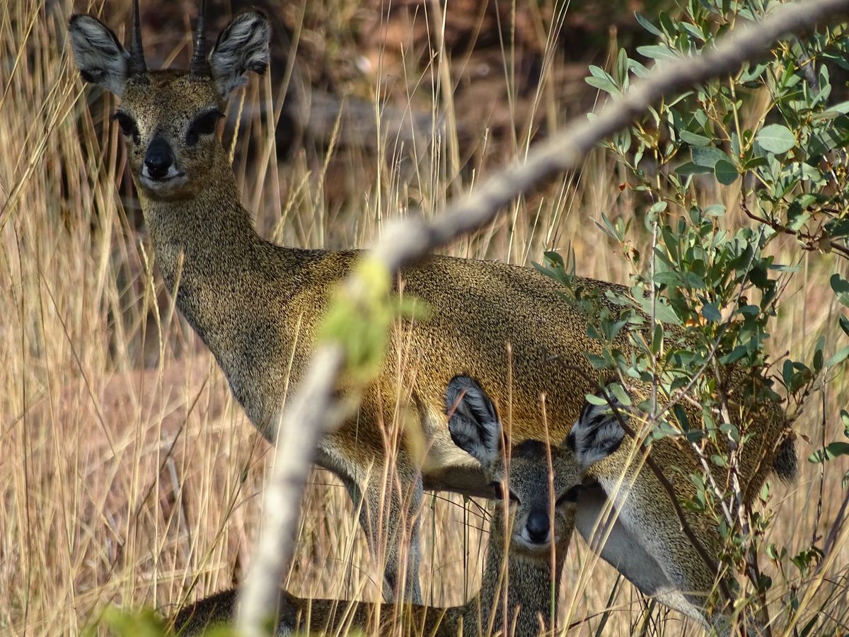 Welgevonden klipspringer